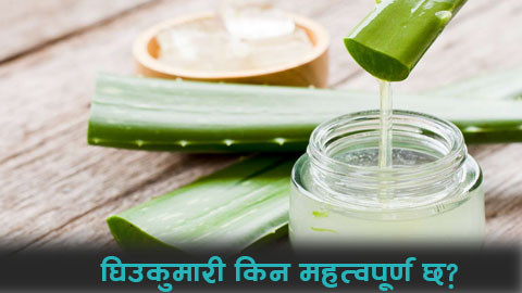 गर्मीमा घिउकुमारी: छाला, कपाल र स्वास्थ्यका लागि बहुउपयोगी प्राकृतिक वरदान