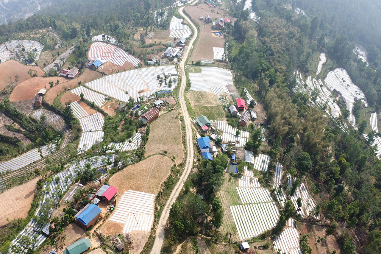 भोजपुरमा अकबरे खुर्सानीखेती फस्टाउँदै, ९०० किसान व्यावसायिक रुपमा संलग्न