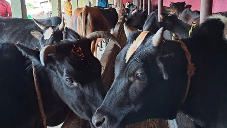 पर्वतको जलजलामा गोबर र गहुँतबाट आम्दानी, स्थानीय गाई संरक्षण अभियान