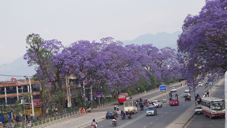 ललितपुरको चक्रपथमा ढपक्क फुल्यो जाकाराण्डा, तस्बिर खिच्नेको भीड