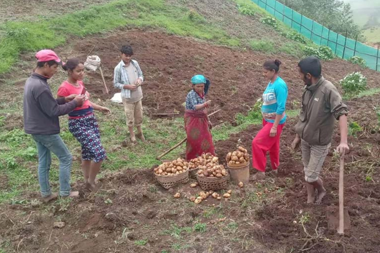 जन्तेढुङ्गाका किसानले बाँझो जमिनमा फलाए ६ हजार केजी आलु