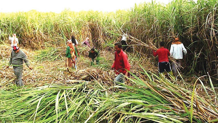कञ्चनपुरका उखु किसानलाई पाँच वर्षमा १ अर्ब २८ करोड अनुदान