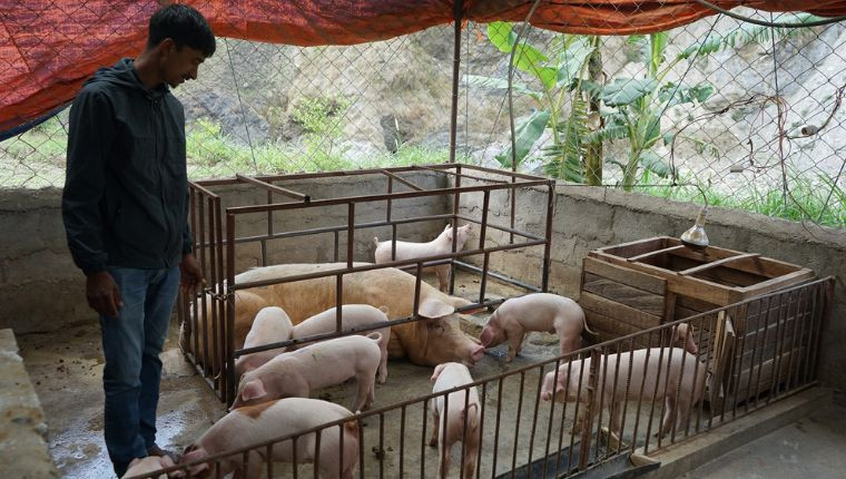 बङ्गुर पालेर स्वरोजगार र आत्मनिर्भर