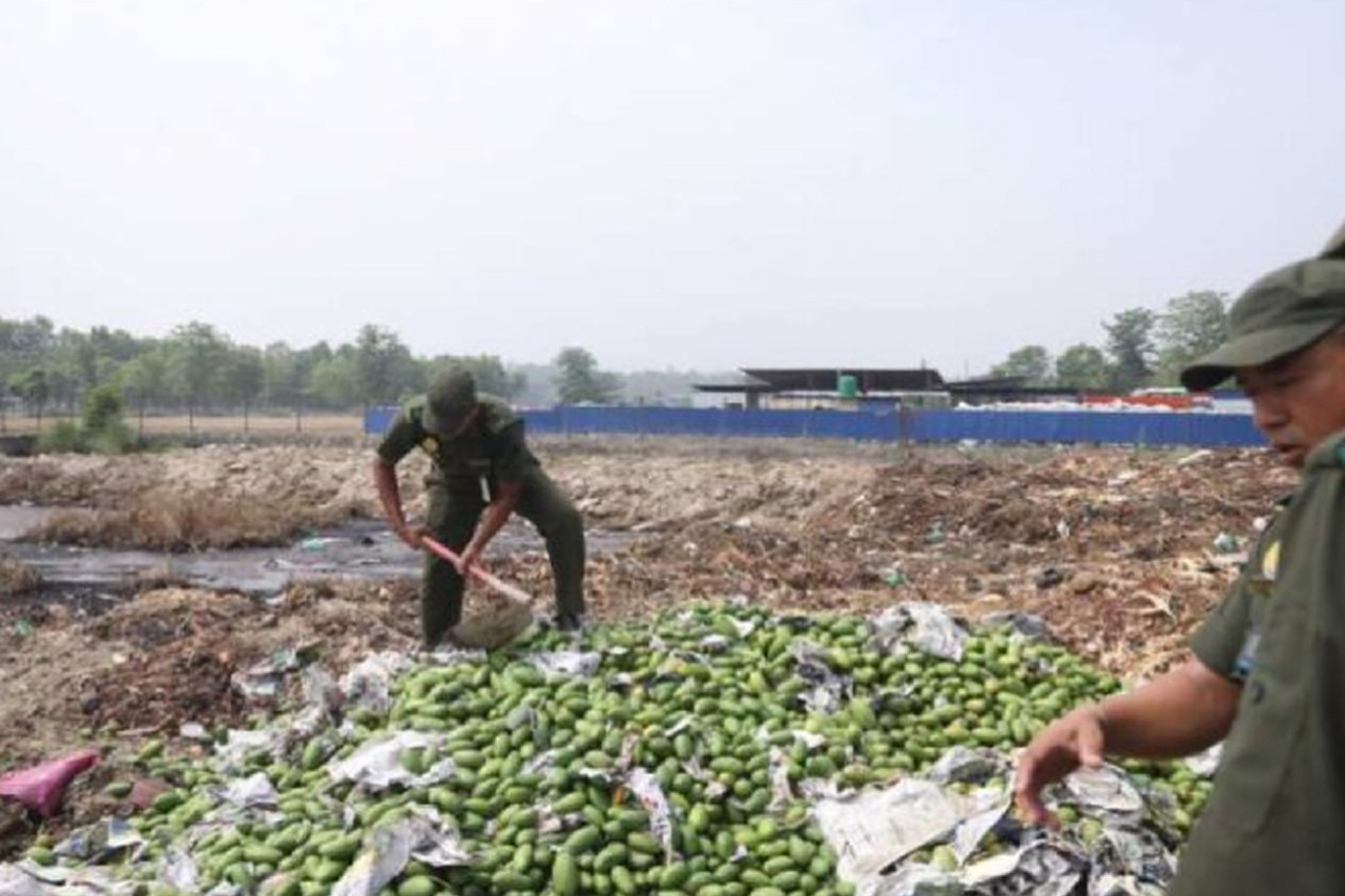धनगढीमा विषादी प्रयोग गरिएका २२६७ किलो आँप नष्ट