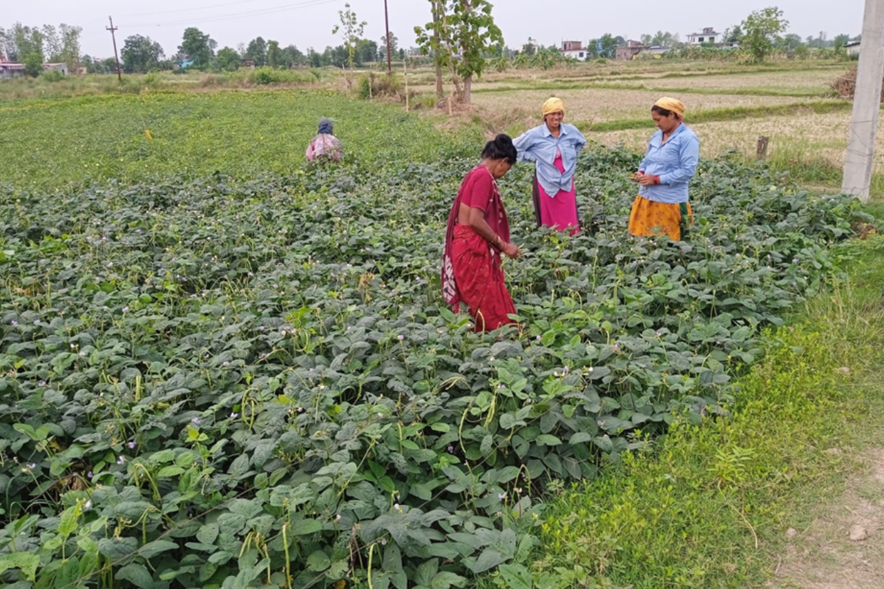 पकेट क्षेत्र घोषणाले तिलोत्तमामा व्यावसायिक तरकारी र बाख्रापालनमा वृद्धि, किसान उत्साहित