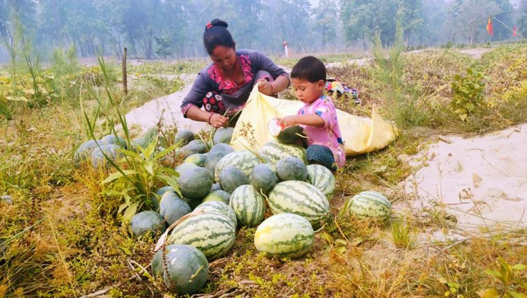 तरबूजा खेती गरेरै जीविका चलाउँदै दुई सय परिवार