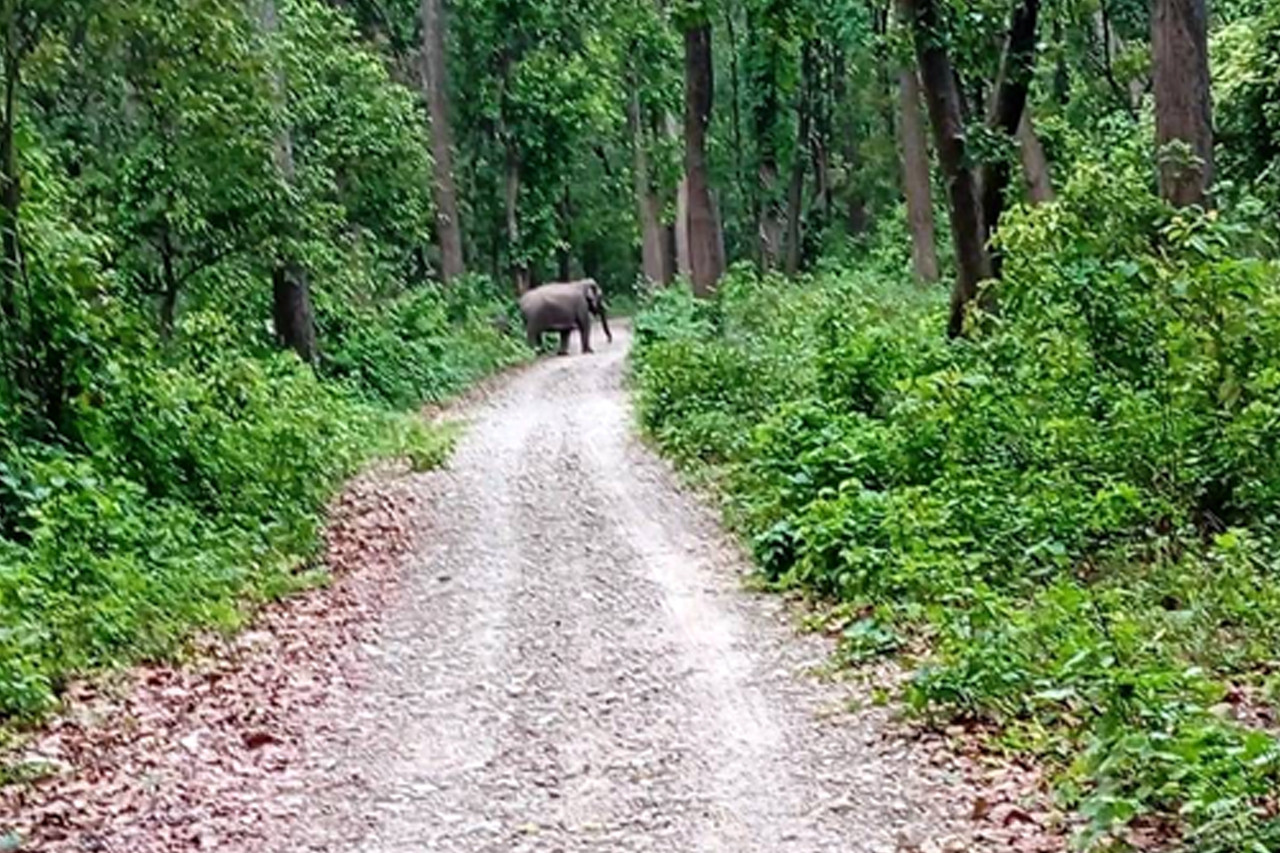 शुक्लाफाँटामा जङ्गली हात्तीको बथानको बिगबिगी, स्थानीय त्रसित