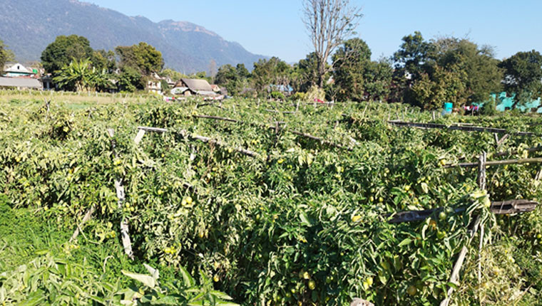 दाङमा महिला समूहद्वारा व्यावसायिक खेती, करोडौंको कारोबार